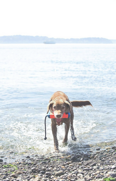 Chuckit! Amphibious Bumper Dog Toy, Color Varies, Medium