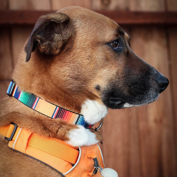 Buckle-Down Zarape Dog Collar