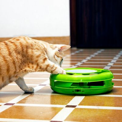 Iconic Pet Mouse Rush Interactive Cat Toy in Green - Royalitypets.com