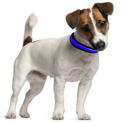 Eyenimal LED light collar, blue for dogs