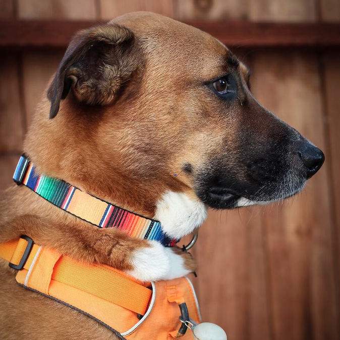 Buckle-Down Zarape Dog Collar