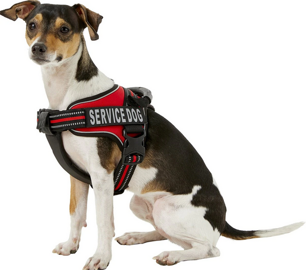 Chai's Choice Service Dog Harness